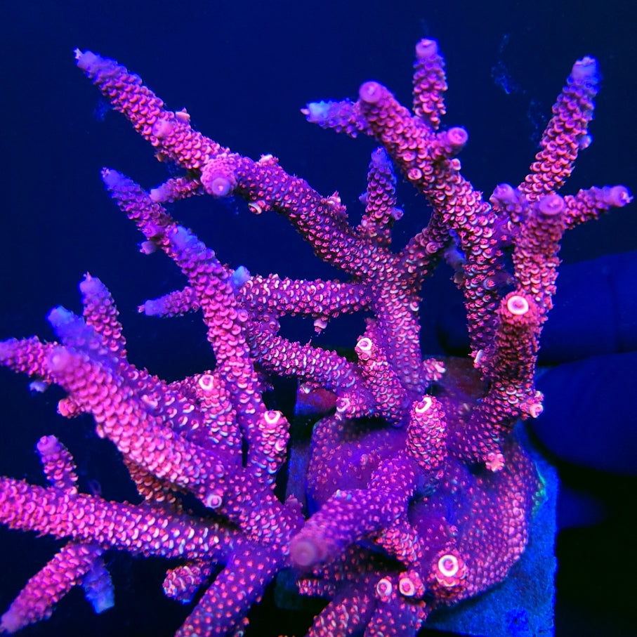 Graham's Aquaculture Eternal Spath
