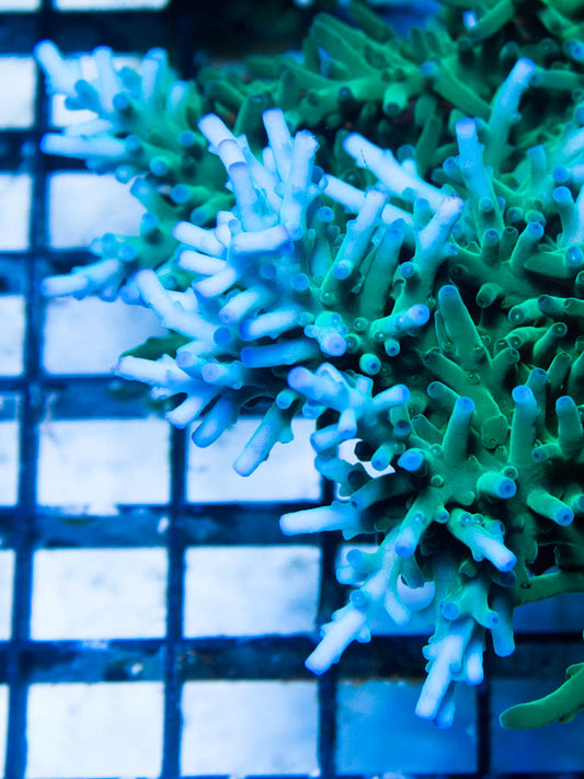 Graham's Aquaculture Ice Echinata