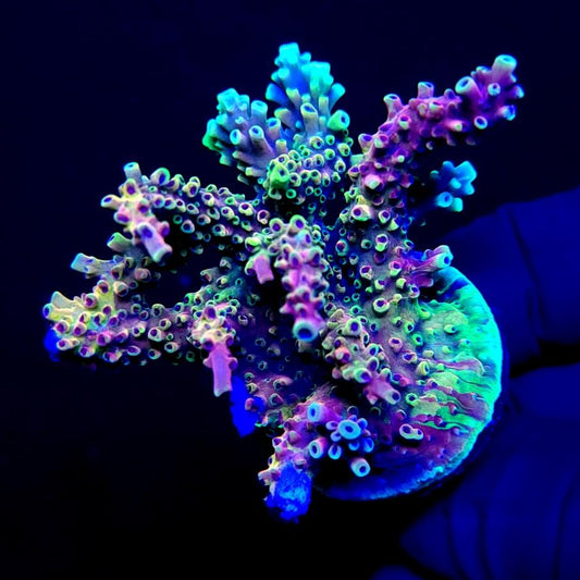 Graham's Aquaculture Pink Caddy Splice