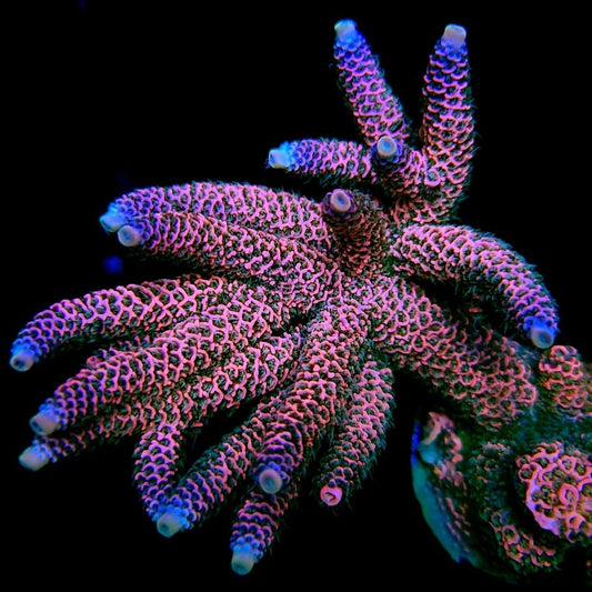 Graham's Aquaculture Pink Drink Mille