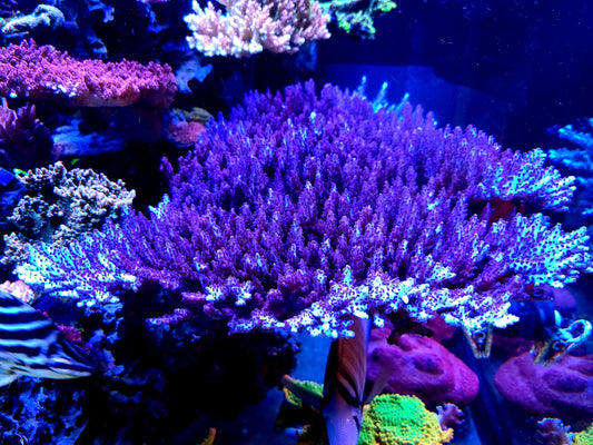 Graham's Aquaculture Purple Flame Table