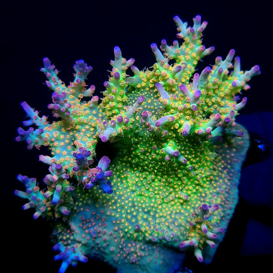 Graham's Aquaculture Rainbow Blossom