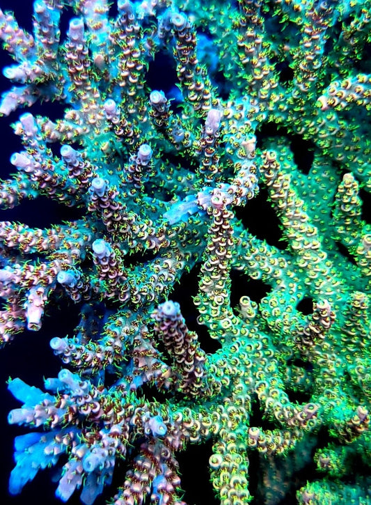 Graham's Aquaculture Yellow Fever