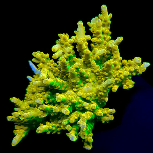 Graham's Aquaculture Yellow Reaper Granulosa