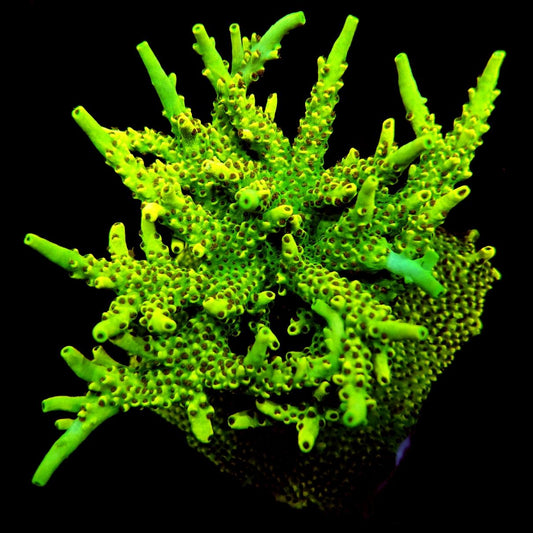 Inland Corals Cyclops