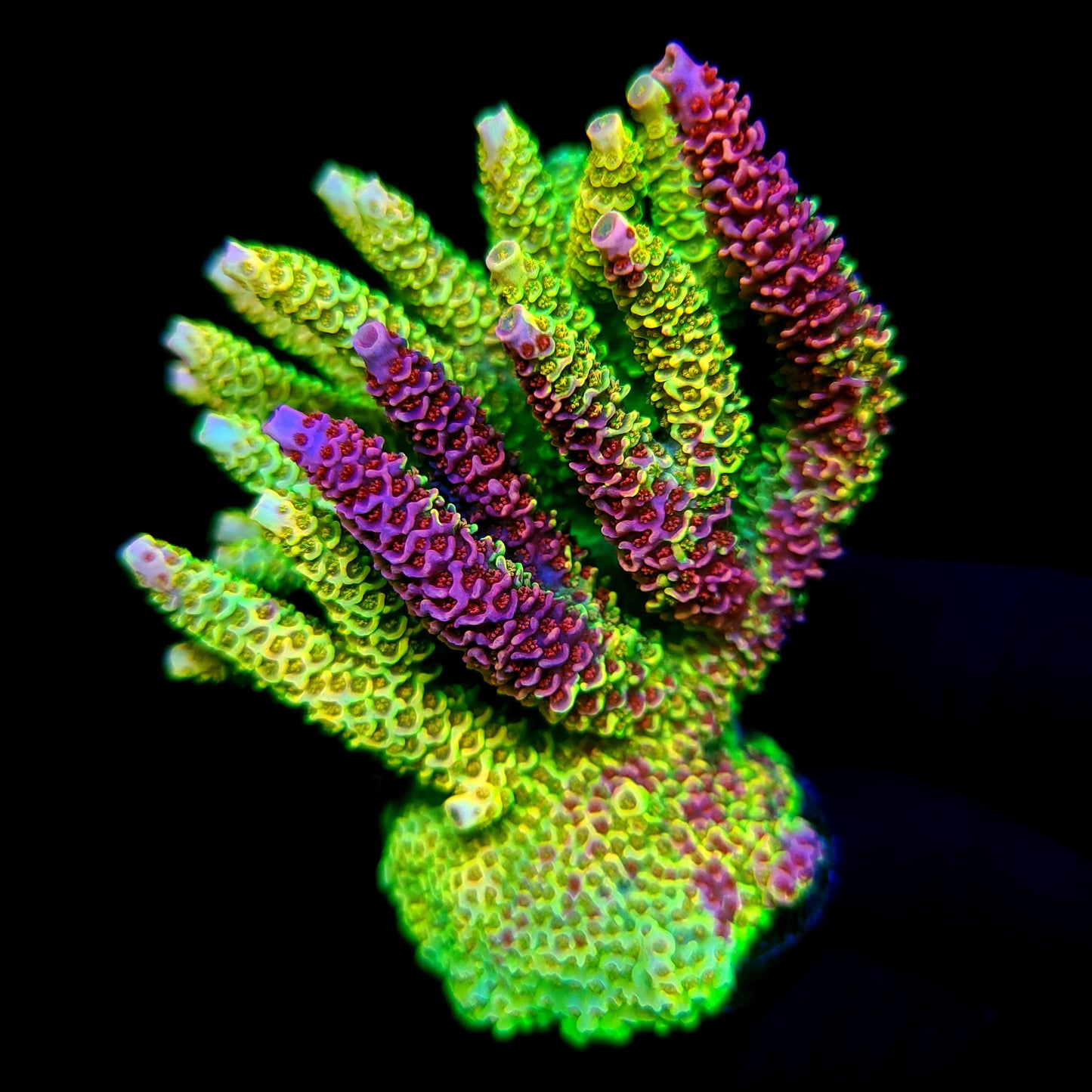 RRC Rainbow Splice
