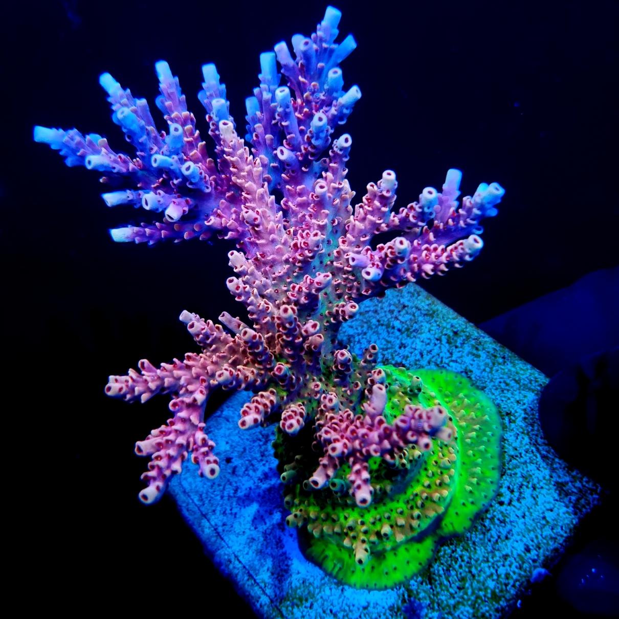 RRC Rainbow Table – Graham's Aquaculture