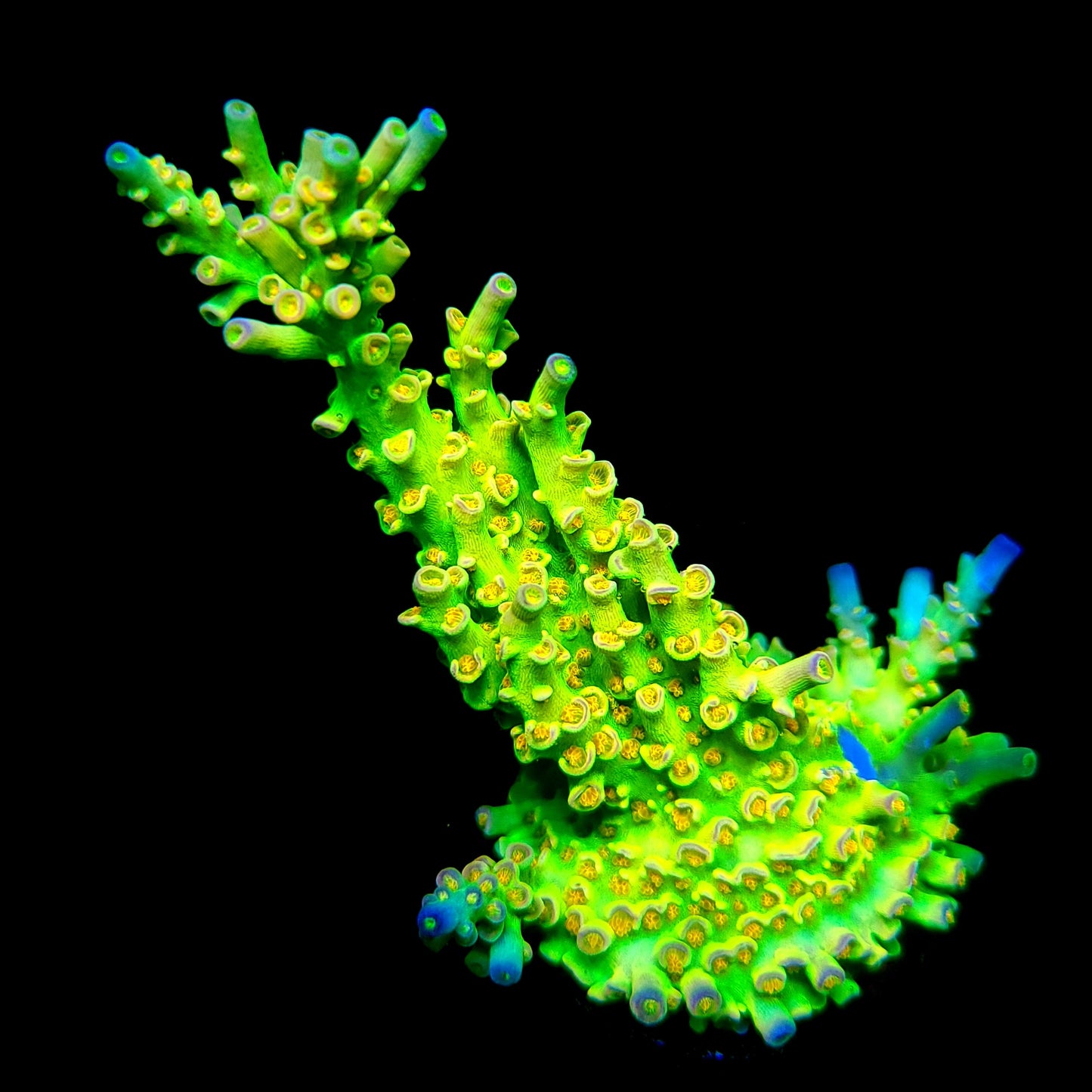 Sexy Corals Orange Passion