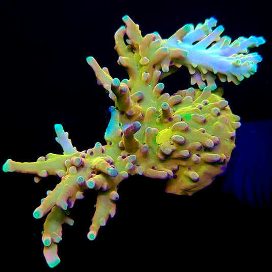 TCK Atomic Echinata
