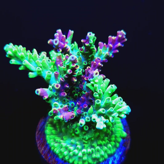 Graham's Aquaculture Grafted Zeus