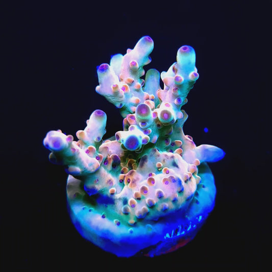 TUSI's Rainbow Granulosa