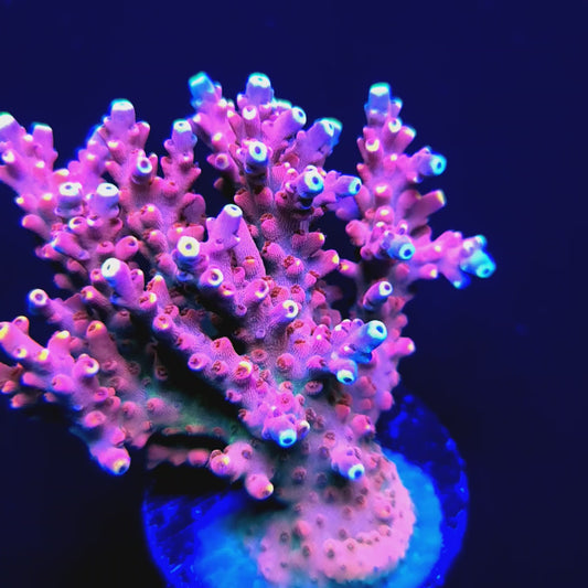 Graham's Aquaculture Orion