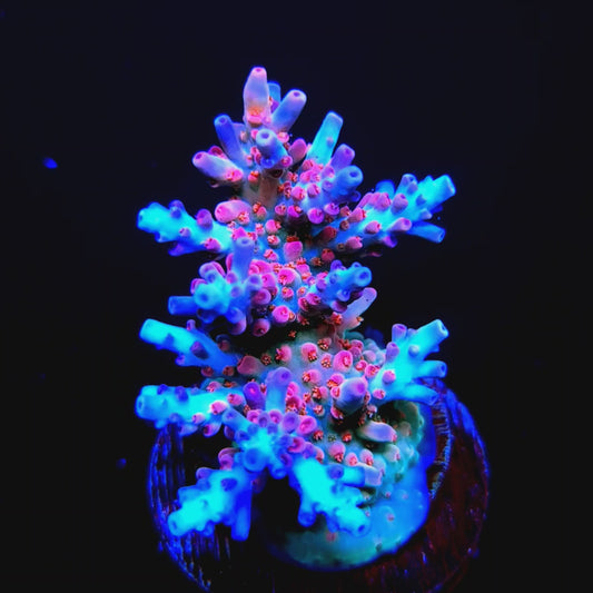 Graham's Aquaculture Diamonds & Sauce