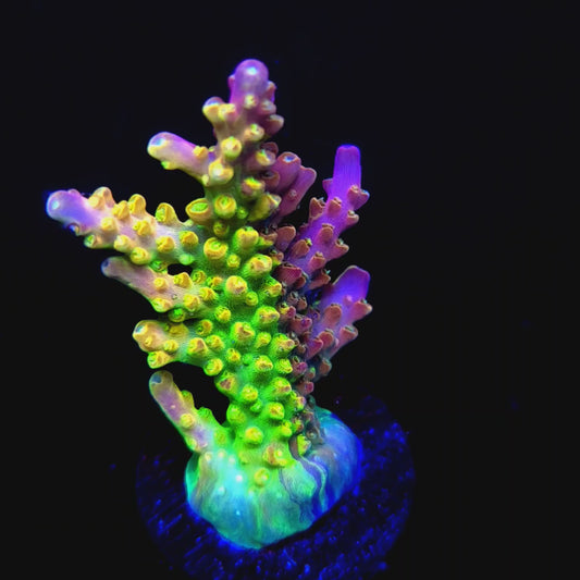 Graham's Aquaculture OG Grafted Acro