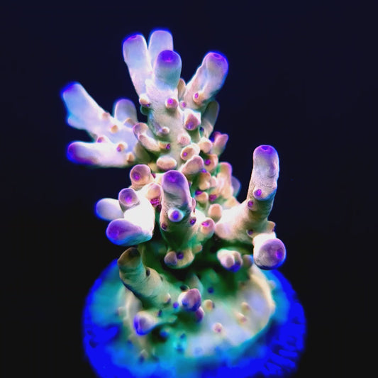 TUSI's Rainbow Granulosa