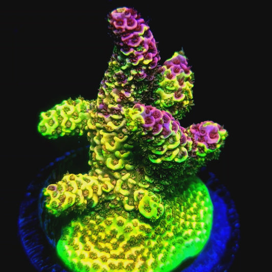 RRC Rainbow Splice