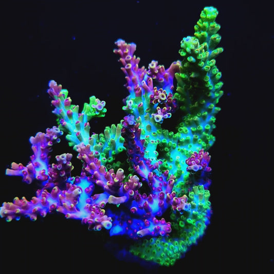 Graham's Aquaculture Grafted Zeus