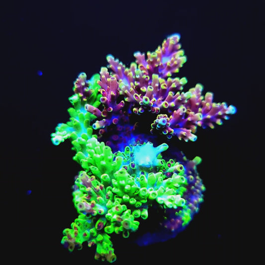 Graham's Aquaculture Grafted Zeus