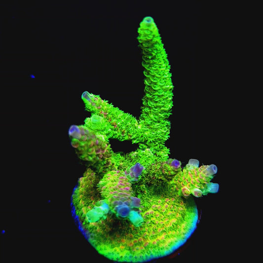 Grafted MattV Mack Daddy